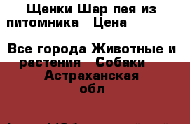 Щенки Шар пея из питомника › Цена ­ 25 000 - Все города Животные и растения » Собаки   . Астраханская обл.